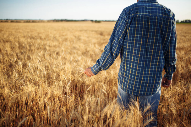 Viljelijällä on kädessään muutamia vehnäspikelettejä, jotka seisovat keskellä viljapeltoa. Maatilalla työskentelevä mies tarkistamassa vehnän uutta satoa. Maatalouden käsite - Valokuva, kuva