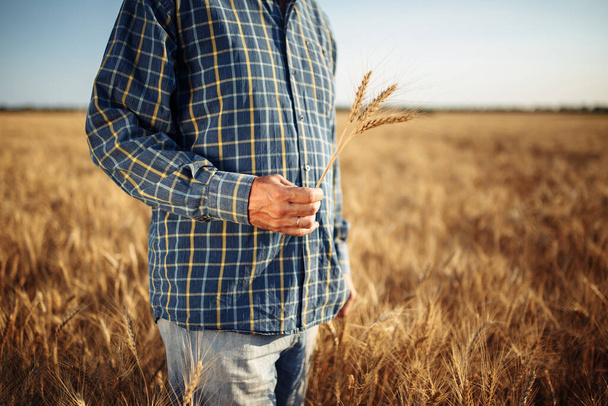 Farmer tient quelques épillets de blé dans sa main debout au milieu du champ de céréales. Homme travaillant à la ferme vérifiant la nouvelle récolte touchant les oreilles du blé. Concept agricole - Photo, image