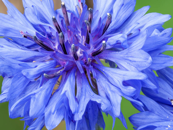 Extreme close-up of blue cornflower blossom - Photo, Image
