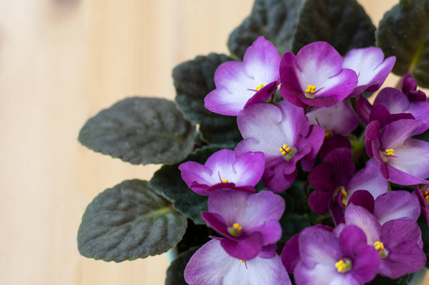 Bright pink African violet flower on wooden table, top view, cozy home decor, copy space - Valokuva, kuva