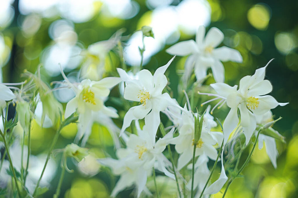 Lindas flores de aquilegia florescem ao ar livre na primavera para buquês e decorações de canteiro de flores
 - Foto, Imagem