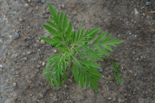 πάνω άποψη του πράσινου μικρό βλαστάρι του ragweed μεγαλώνει στο έδαφος. Ισχυρό αλλεργιογόνο, κίνδυνος για τους ανθρώπους με αλλεργίες σε αγριόχορτα και φυτά. αντίγραφο χώρου για κείμενο - Φωτογραφία, εικόνα