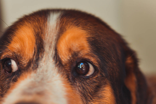 Beautiful portrait of a crossbreed dog, portugal - Zdjęcie, obraz