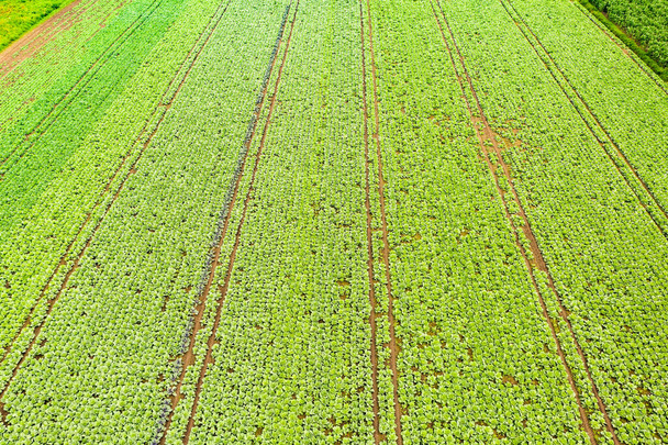 Cultivos de cabaña en hileras en el campo en el día de verano. Contexto agrícola aéreo - Foto, imagen