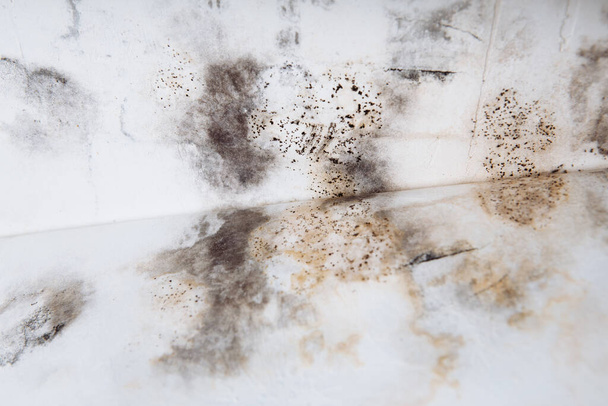 Acumulación de moho negro en la esquina de una casa vieja. desarrollo de moho bajo el fondo de pantalla
 - Foto, Imagen