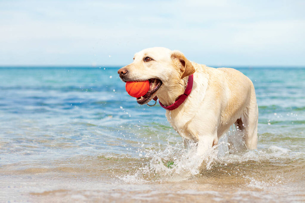 υγρό σκυλί παίζει στη θάλασσα με μια μπάλα το καλοκαίρι, golden retriever στηρίζεται στην παραλία, ταξιδιωτική έννοια, κατοικίδια ζώα στη φύση - Φωτογραφία, εικόνα