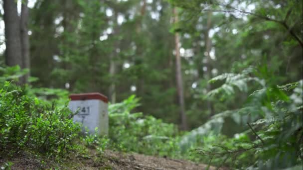 Niño adolescente llevando una lata de leche de aluminio con bayas azules en el bosque de coníferas. Verano en el bosque
.  - Metraje, vídeo