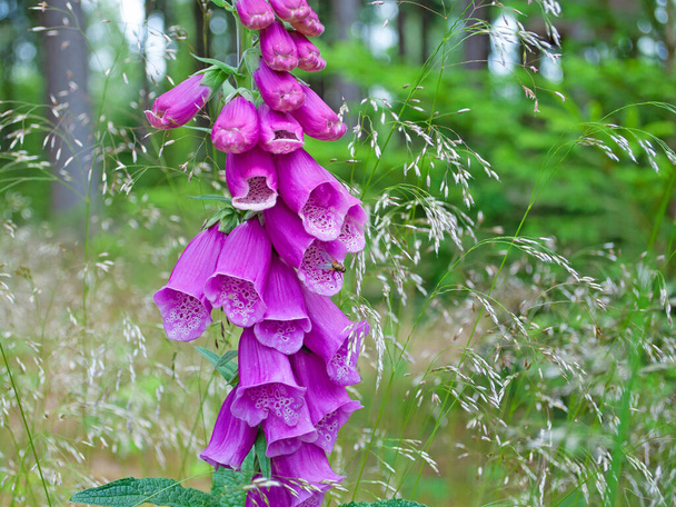 Virágzó vörös foxkesztyű, Digitalis purpurea, kora nyáron - Fotó, kép