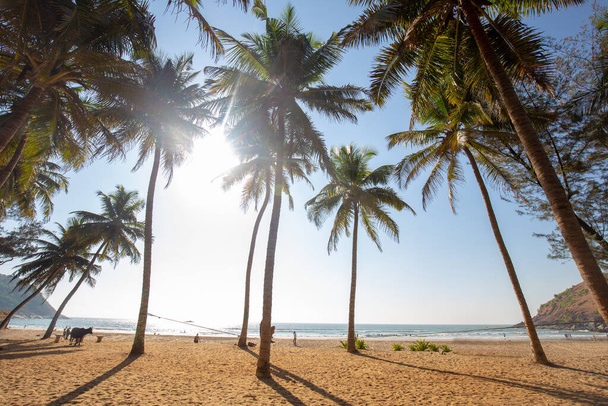 Idyllic Beach near Goakarna town  - palms and Indian Ocean: sunbeams , cow and sand , people at far distance near water - Fotoğraf, Görsel