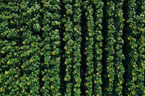 Sunflower field, aerial top view from drone, close up. Rows of blooming sunflowers - Photo, image