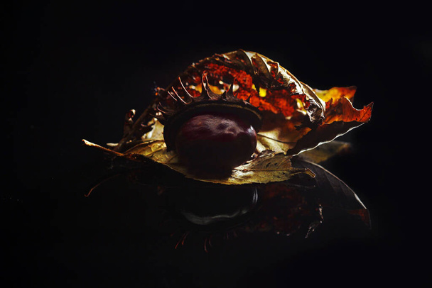 Sztuka jesienna - podświetlane jesienne liście z kasztanem na czarnym szkle akrylowym - Zdjęcie, obraz