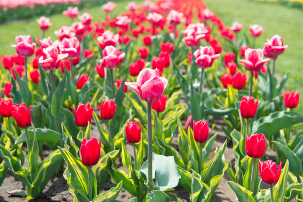 Spring floral background. Netherlands countryside. tulips in garden. Magic spring landscape with flowers. Amazing tulips field in Holland. relax and stress management. tulips in spring - Foto, Bild
