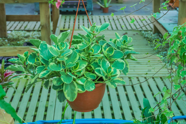 planta peperomia colgando en una maceta en un invernadero
 - Foto, imagen