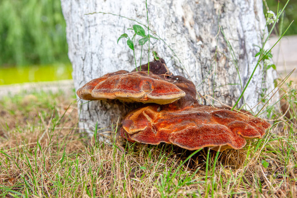 Thin walled maze polypore . Polypore fungus and tree trunk . Blushing Bracket - Photo, Image