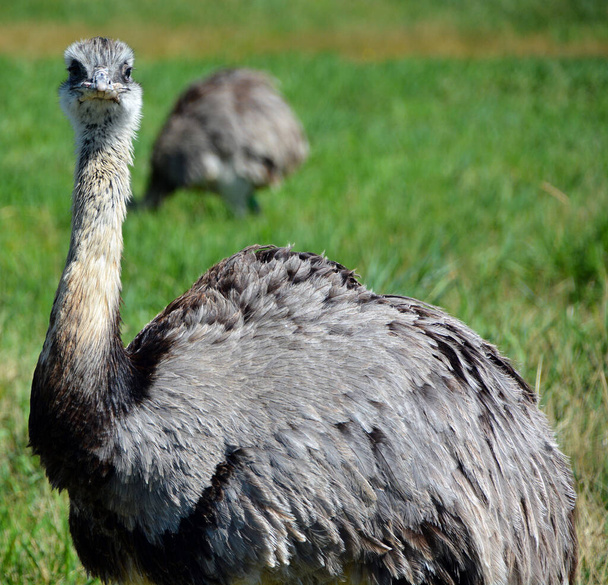 Страус (Ostrich) - один або два види великих нелітаючих птахів, що ростуть в Африці, єдиний живий член роду Struthio..  - Фото, зображення