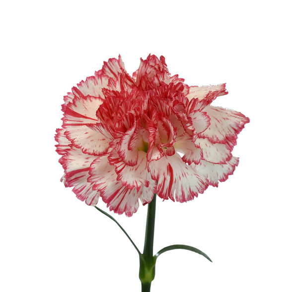 hermosa flor de clavel aislada sobre fondo blanco - Foto, Imagen