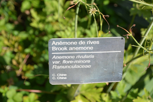 Anemone rivularis es una especie de planta herbácea en el género Anemone y familia Ranunculaceae.. - Foto, imagen