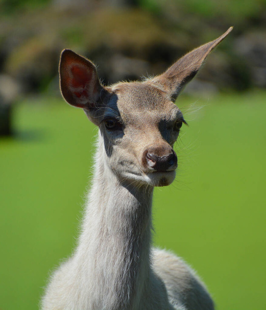 白鹿（白鹿、白鹿、白鹿）は、毛や皮膚が自然に色を失う原因となるロイシズムとして知られる条件によって説明される白鹿または偽鹿である。. - 写真・画像
