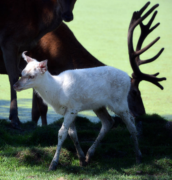 Een witte hert (of witte achterhand voor het vrouwtje) is een wit gekleurd rood hert of damhert, verklaard door een aandoening die bekend staat als leucisme waardoor zijn haar en huid zijn natuurlijke kleur verliest. - Foto, afbeelding
