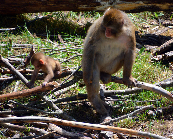 обезьяны в зоопарке, приматы дикой природы  - Фото, изображение