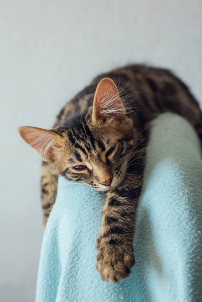 Zamknij trochę węgiel drzewny długowłosy bengalski kotek układając oparcie fotela pokryte niebieską osłoną w domu. - Zdjęcie, obraz