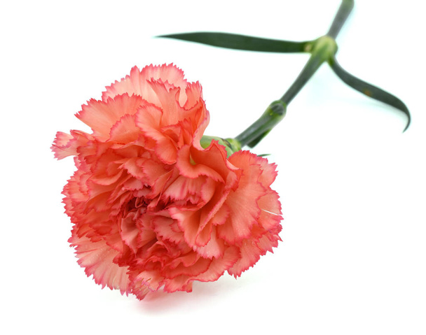 hermosa flor de clavel aislada sobre fondo blanco - Foto, imagen