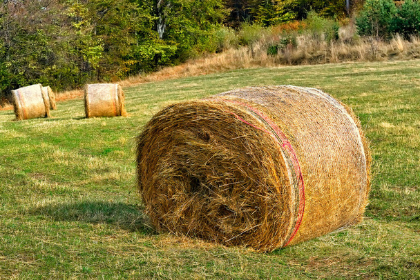 Тюки сена в зеленом поле - Фото, изображение