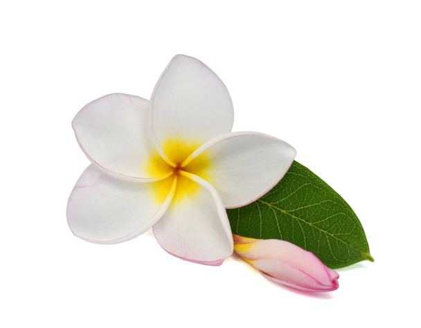 schöne weiße plumeria rubra Blume isoliert auf weißem Hintergrund - Foto, Bild