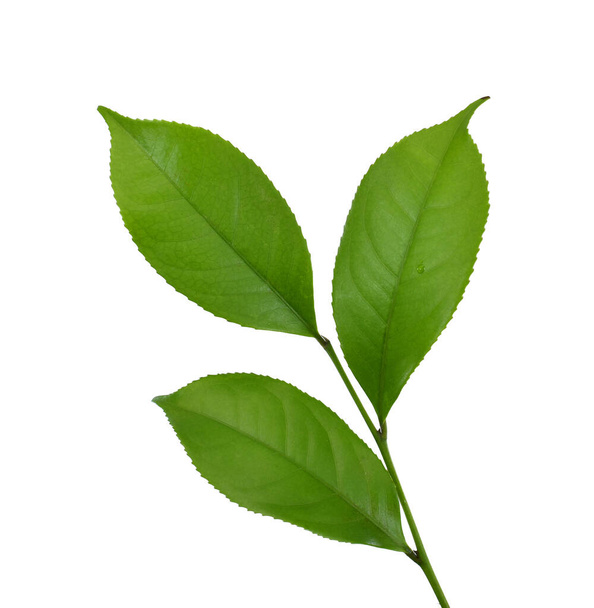 vihreä tee lehtiä eristetty valkoisella pohjalla - Valokuva, kuva