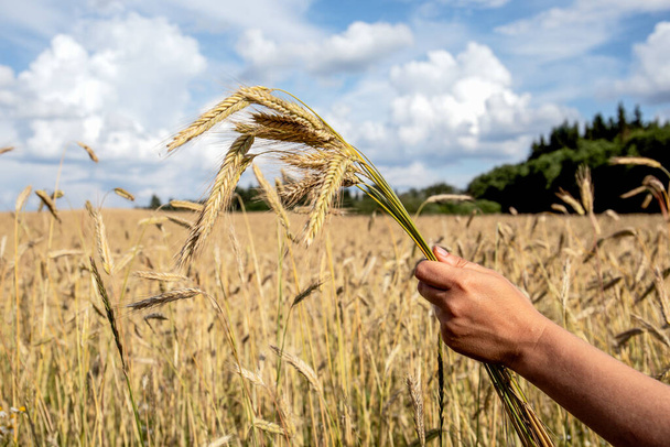 Goldener Roggen in der Hand, Keramikfeld im Hintergrund. Landwirtschaft, Getreideanbau - Foto, Bild