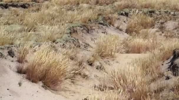 Yellow dry grass sways in the gust of wind on the sandy hills. - Footage, Video