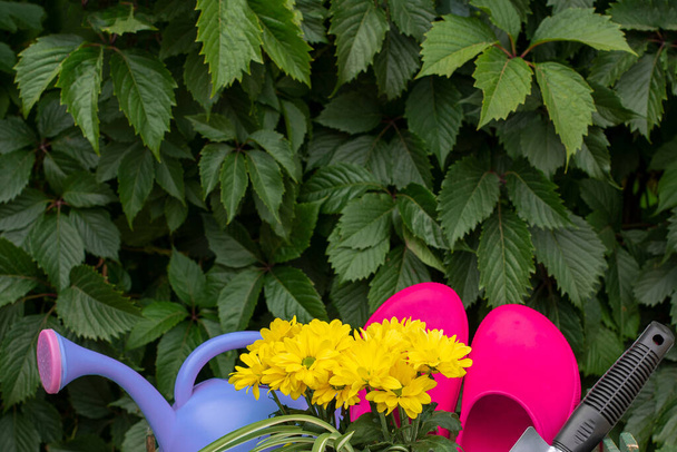 Jardinagem. trabalho no jardim. ferramentas, regando pode e flor em um pote em um fundo de folhas verdes. Espaço para cópia. Uvas selvagens. trepadeiras videira - Foto, Imagem