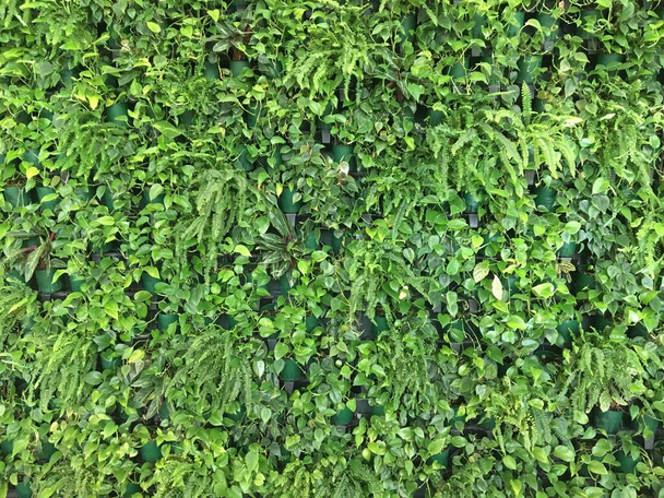 Jardinería vertical. Pared verde de plantas en maceta paportonica y Scindapsus Epipremnum. Foto de alta calidad
 - Foto, Imagen