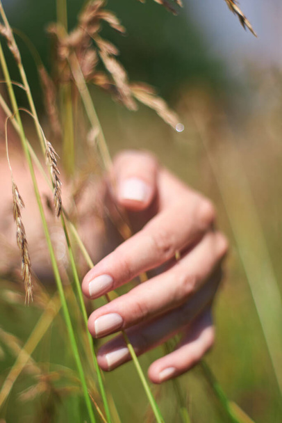Woman's hand touching stems of grass - Foto, Bild