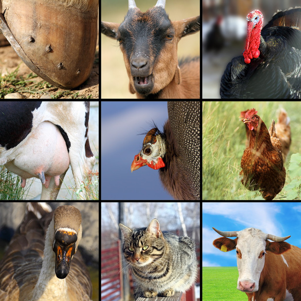 collectie van verschillende landbouwhuisdieren - Foto, afbeelding