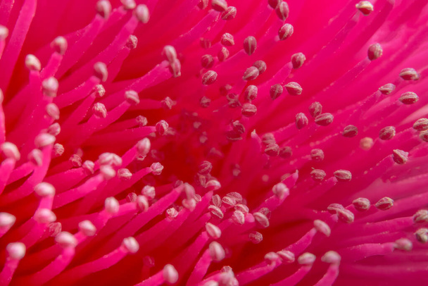 Közelkép fénykép rózsaszín pollen háttér - Fotó, kép