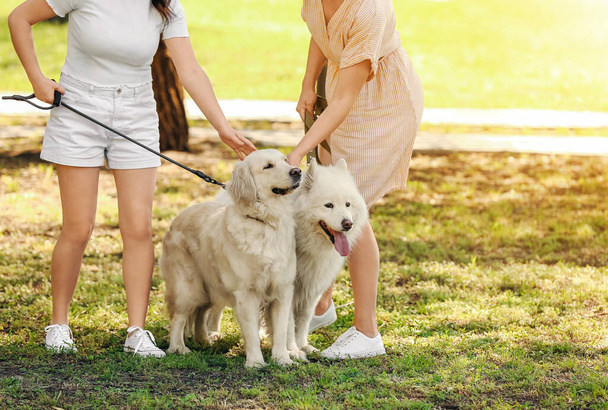Young women with cute dogs walking in park - 写真・画像