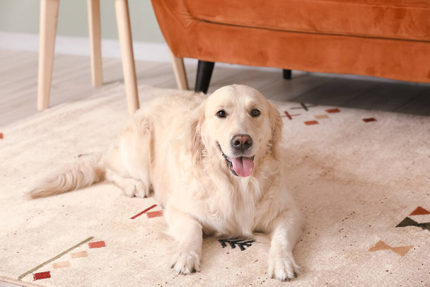 自宅で柔らかいカーペットの上でかわいい面白い犬 - 写真・画像