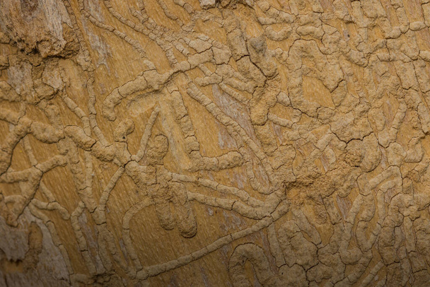 Borkenkäfer auf einem Baumstamm Detailansicht - Foto, Bild