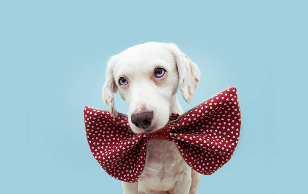 dog love. Celebrating valentine's day with romantic red heart shape bowtie. isolated on blue background. - Fotografie, Obrázek