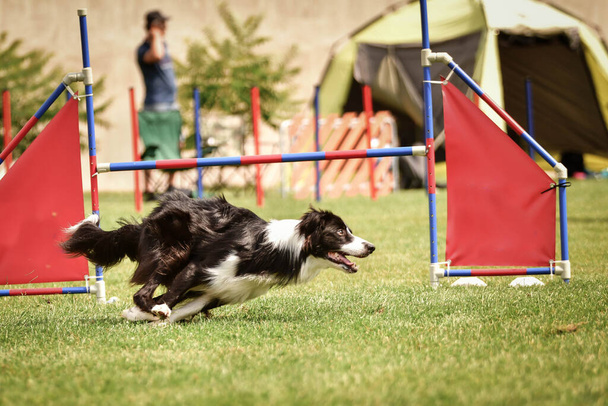 Collie confine cane sta saltando gli ostacoli. Incredibile giornata sulla concorrenza agilità ceco. - Foto, immagini