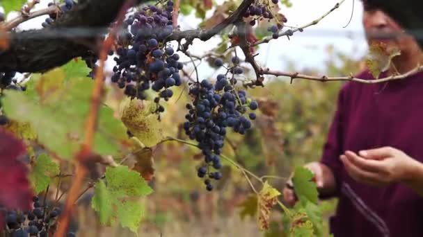 zbliżyć męskie ręce zbierając czarne winogrona winorośli cięcia nożyczkami - Materiał filmowy, wideo