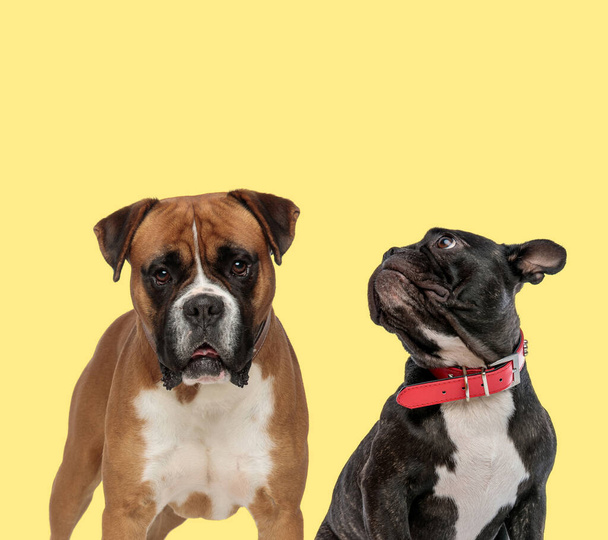 adorbale boxer chien debout à côté d'un bouledogue français chien levant les yeux curieux sur fond jaune - Photo, image