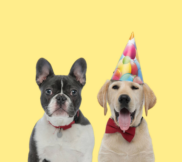 cute french bulldog dog wearing red collar next to a labrador retriever dog wearing bowtie and birthday hat happy on yellow background - Photo, Image