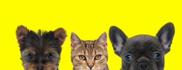 Yorkshire Terrier chien, chat métis et français Bulldog chien sont debout à côté de l'autre et cacher les visages de la caméra sur fond jaune - Photo, image