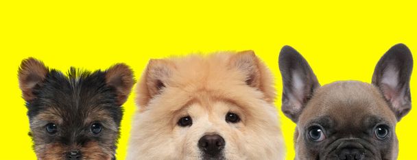 Yorkshire Terrier dog, Chow Chow dog and French Bulldog dog arranged in line are hiding faces from camera on yellow background - Photo, Image