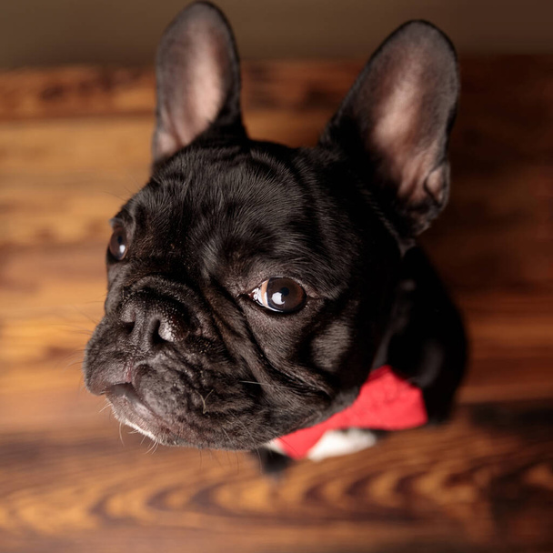 imádnivaló francia kutya piros csokornyakkendőt visel és felnéz, ül a fapadlón - Fotó, kép
