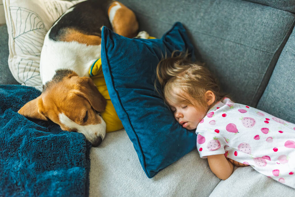 Baby girl sleeping with Beagle dog on the sofa on cushions. Children with pets at home concept. Selective focus background - Photo, Image