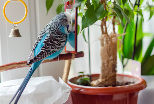 budgie maschio blu uccello soffice animale giocoso, pet primo piano - Foto, immagini
