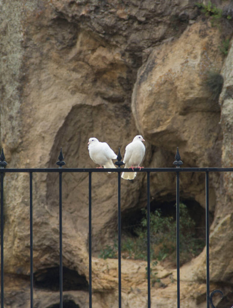Twee witte duiven zittend op een rooster tussen de rotsen - Foto, afbeelding